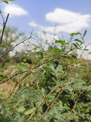 tree, sky, nature, spring, branch, leaf, leaves, plant, blue, flower, trees, summer, garden,
 branches, blossom, foliage, sun, bloom, forest, blooming, season, apple, beauty, growth, 
 flora, green,