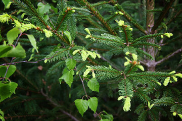 Photo of young buds and needles of pine and spruce in a green forest