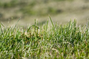 Wiese Grashalme Nahaufnahme