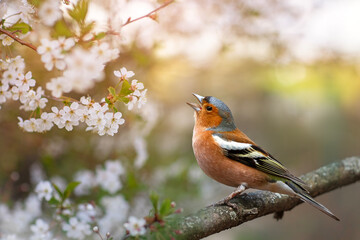 a beautiful bright bird, a male finch sits on a branch in a spring blooming cherry orchard and...