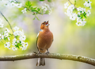 a beautiful bright bird, a male finch sits on a branch in a spring blooming cherry orchard and sings loudly