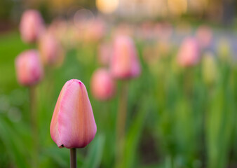 small pink flowers in the middle of some grass, with trees in the background