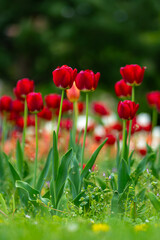 Obraz premium Tulips blossom in a green meadow