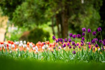 Tulips blossom in a green meadow