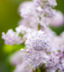 Obraz premium a small lila bush with white flowers on top and a green background