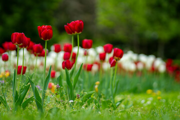 Fototapeta premium Tulips blossom in a green meadow