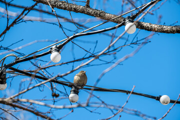 A sparrow is sitting on a wire with light bulbs.