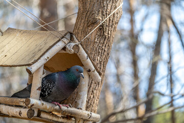 A pigeon is sitting in a bird feeder in the forest.