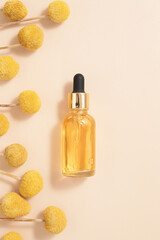 natural cosmetic skincare oil and craspedia flowers on beige background. Home made remedy and beauty product concept.