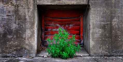 Red Window Green Weed Plant Growing Concrete