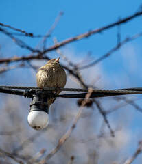A sparrow is sitting on a wire next to the light bulbs.