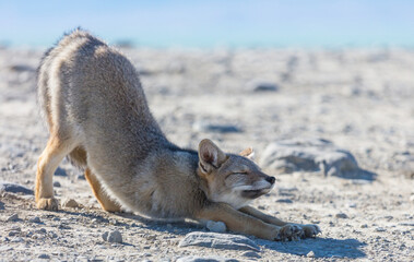 Fototapeta premium Fox in Patagonia