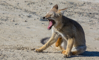 Fox in Patagonia