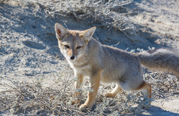 Fototapeta premium Fox in Patagonia