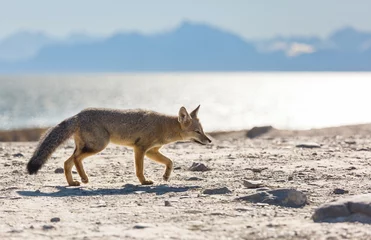 Wandcirkels plexiglas Fox in Patagonia © Galyna Andrushko