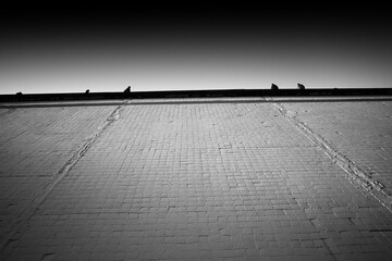 Multiple pigeons sitting on the to of the roof background
