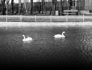 Black & white couple of swans in city park landscape backdrop