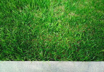 Green city park lawn limited by road border texture backdrop