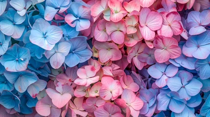 Rolgordijnen Soft and Vibrant Hydrangea Blossoms in Captivating Pink and Blue Hues © pisan thailand