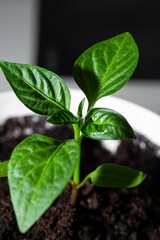 a sprouted Bulgarian feather plant in a white pot on a solid black background.