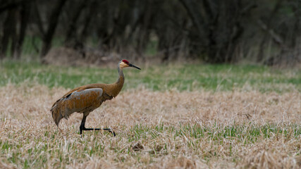 sandhill crane
