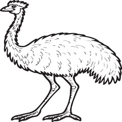 Emu bird coloring pages for coloring book