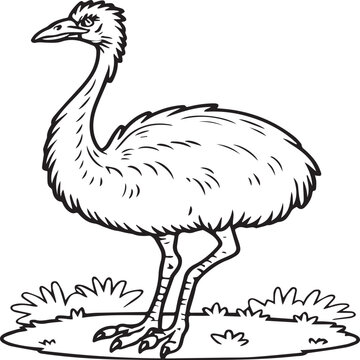 recommend clip art: Emu bird coloring pages for coloring book