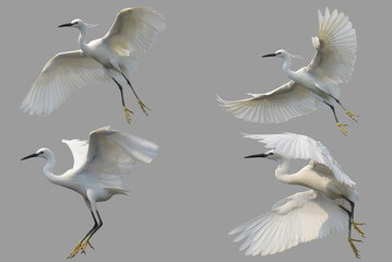 White heron Little Egret or Egretta garzetta freedom life flying on white background for create the...