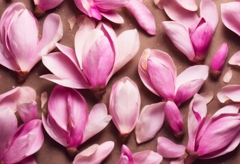 'pink spring confetti petals magnolia season background. Set isolated flowers flower falling...