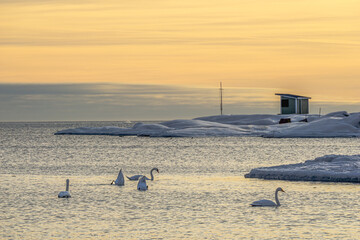 A pair of graceful swans swims through the icy waters of the Baltic Sea, surrounded by a winter