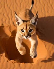 Papier peint photo  Caracal, , reallife animals, sand desert сreated with Generative Ai  © Andrii Yablonskyi
