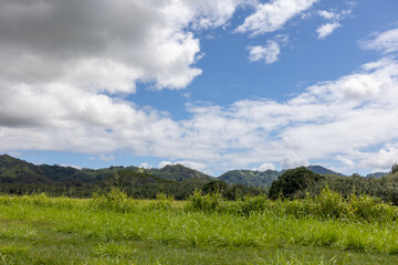 Kauai Hawaii Dense Forest Coverage on Road Side, Summer Landscape, Kauai Mountains