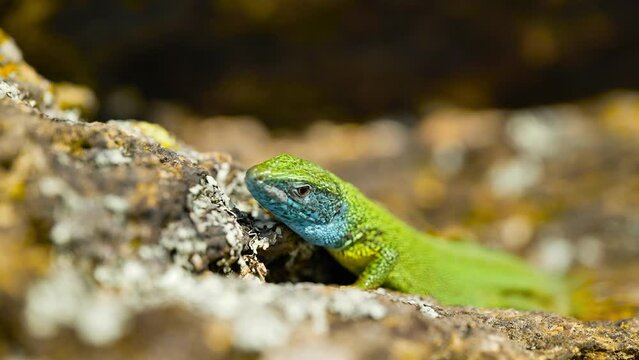 A vibrant lizard basks in the sun on a rocky surface, its colorful scales glinting in the sunlight. The lizard's body is beautifully patterned, point out against the rocky texture beneath it