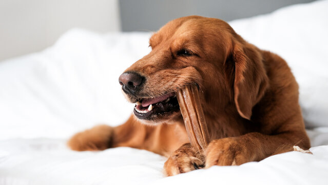 Banner with a dog of the Golden Retriever breed, which lies on a white blanket and gnaws a brown bone while holding it with its paws. Dog dental health. Healthy treats for oral care. Pet shop.