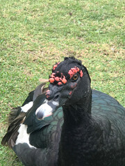 Primer plano del pato Cairina moschata domestica