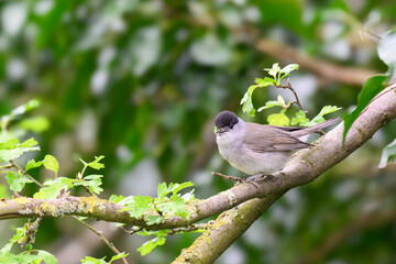 Male Blackcap, Sylvia atricapilla, perched on a branch