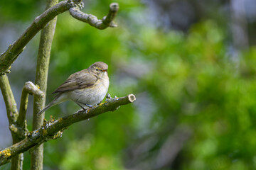 Chiffchaff, Phylloscopus collybita, perched on a tree branch