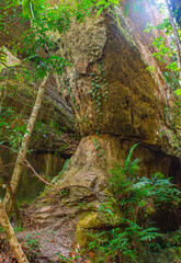 Green, lush forest scene in San Jose del Guaviare, Colombia with a moss-covered rock formation