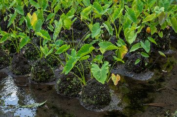 Hawaiian Taro Plants Growing in Flowing Water.