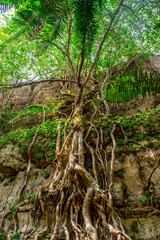 Intricate tree with extensive roots against a rocky surface in San Jose del Guaviare, Colombia