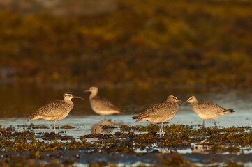 Eurasian Whimbrel in group on the beach