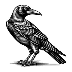 Fototapeta premium crow engraving black and white outline