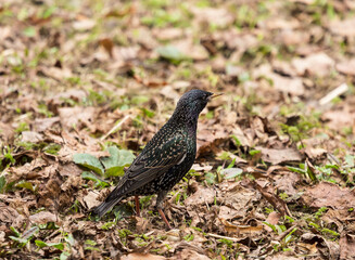 An ordinary starling (Sturnus vulgaris) in the park in early spring