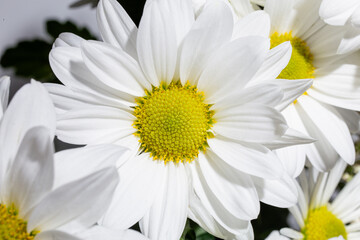 Fototapeta premium White daisy flower isolated on a white background.