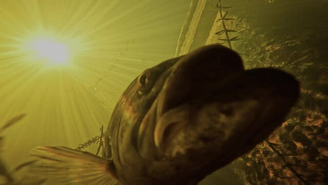 Close-up, low angle shot of a largemouth bass guarding its eggs in the calm waters of a harbor, with the sun in the background. Check my gallery for similar footage.