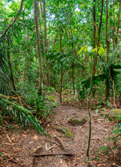 Lush green forest path in San Jose del Guaviare, Colombia, showcasing rich biodiversity
