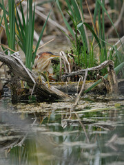 Least Bittern 1 perches on a tree truck in a swap