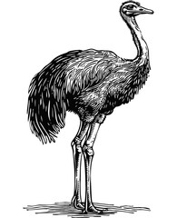 ostrich engraving black and white outline - obrazy, fototapety, plakaty