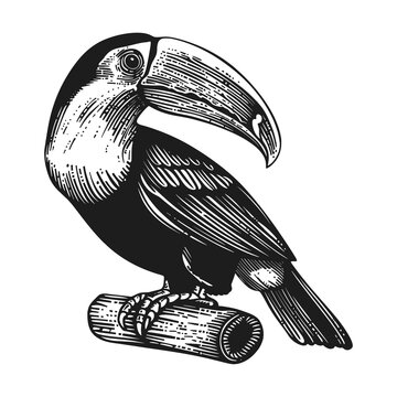 recommend clip art: toucan engraving black and white outline