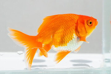 Oranda goldfish in aquarium fish tank close up - 791830905